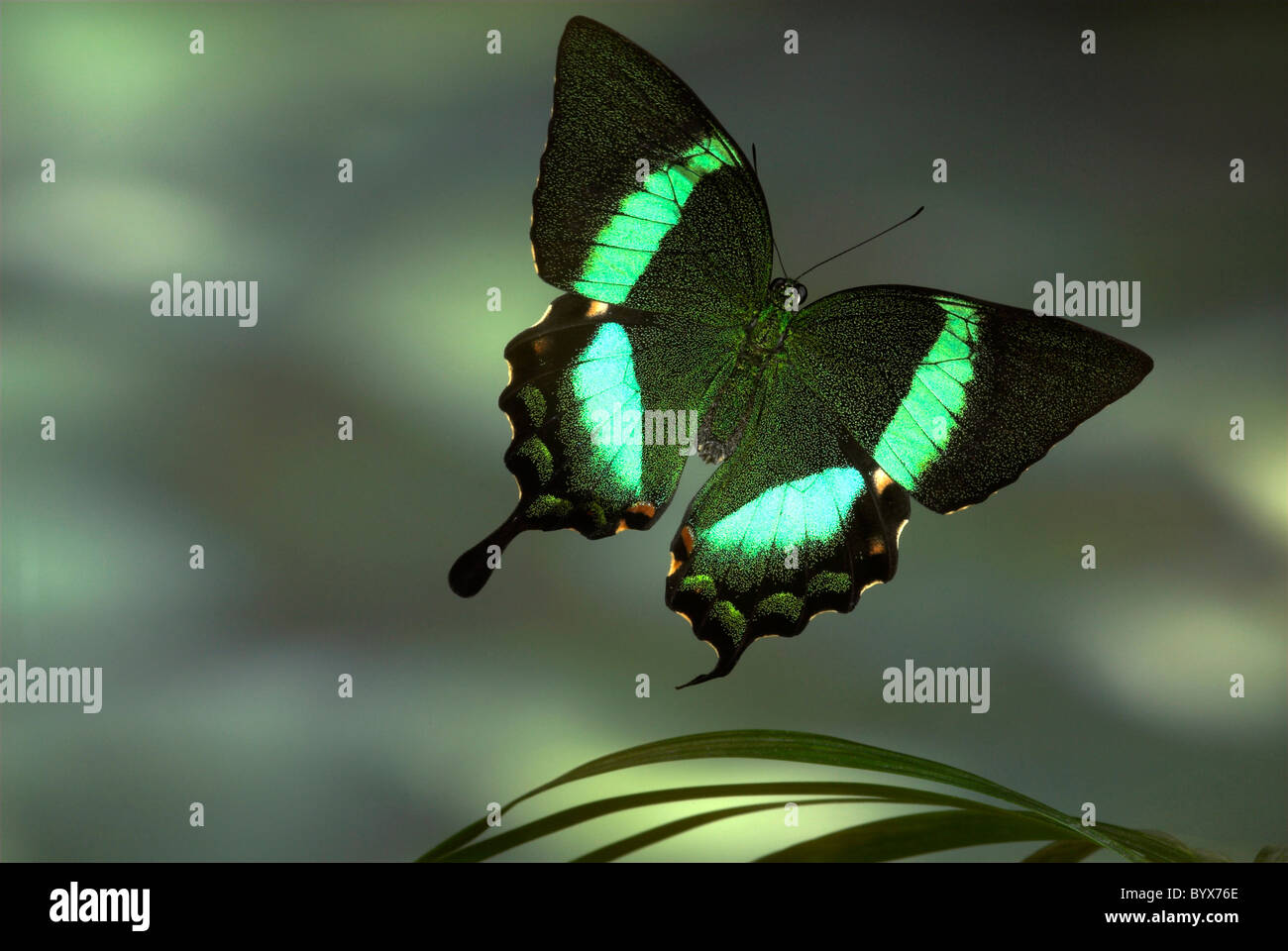 Emerald Swallowtail Butterfly Papilio Palinurus en Asie vol Banque D'Images