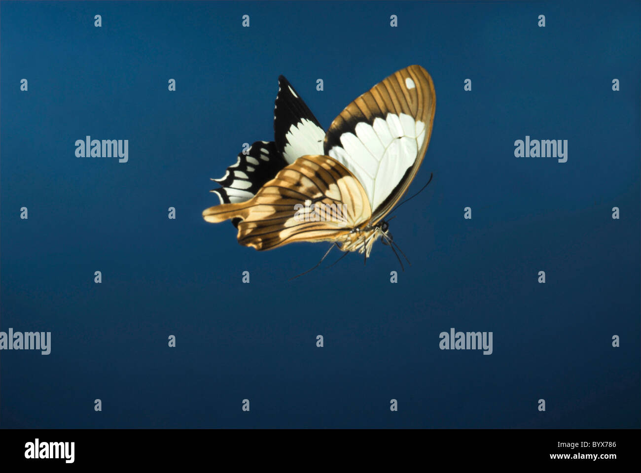 Papilio Dardanus mâle papillon en vol Sud Banque D'Images