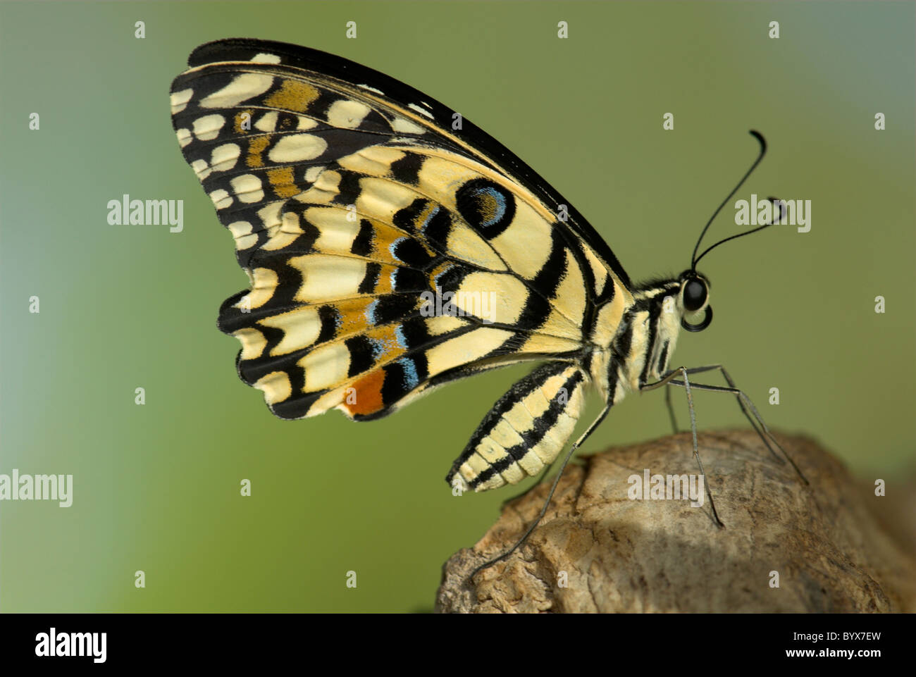 Papilio demoleus Lime Swallowtail Butterfly Asie Banque D'Images