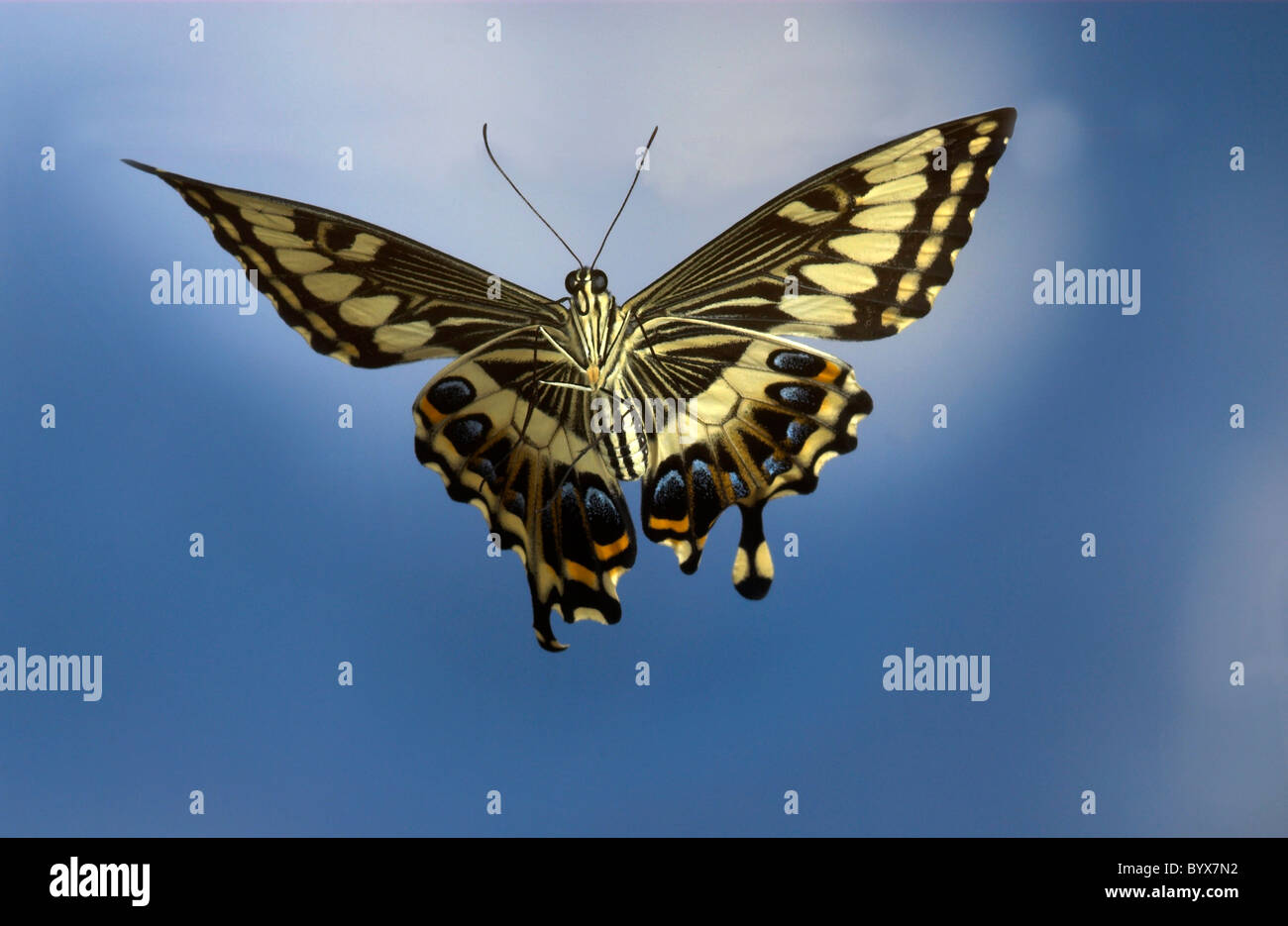 Swallowtail Butterfly Papilio ophidocephalus en vol Sud Banque D'Images