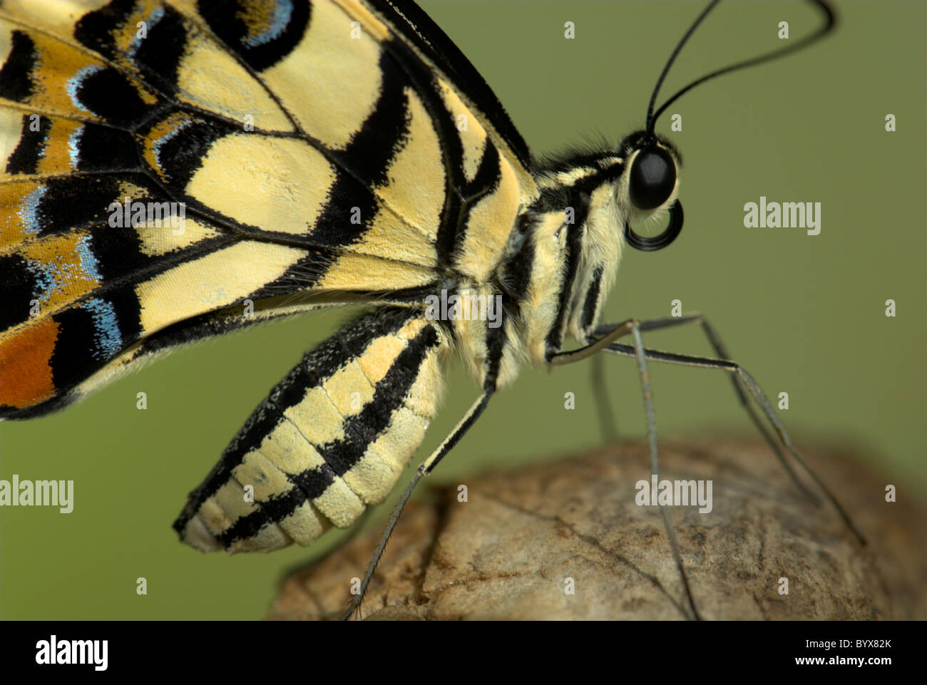 Papilio demoleus Lime Swallowtail Butterfly Asie Banque D'Images