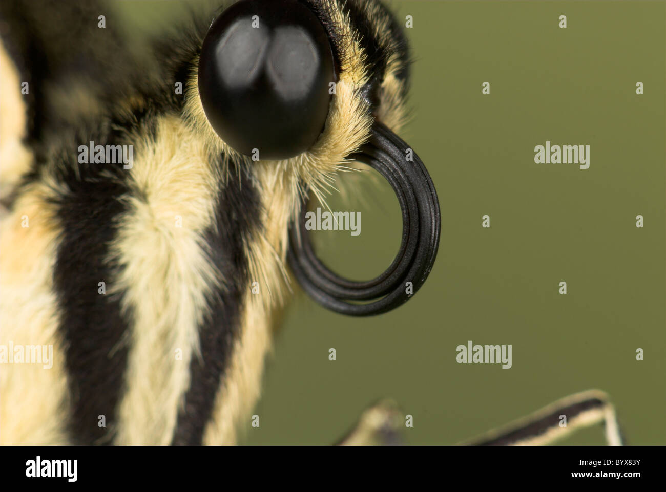 Close up of Butterfly gondolé Langue ou Probiscus Afrique Swallowtail Banque D'Images