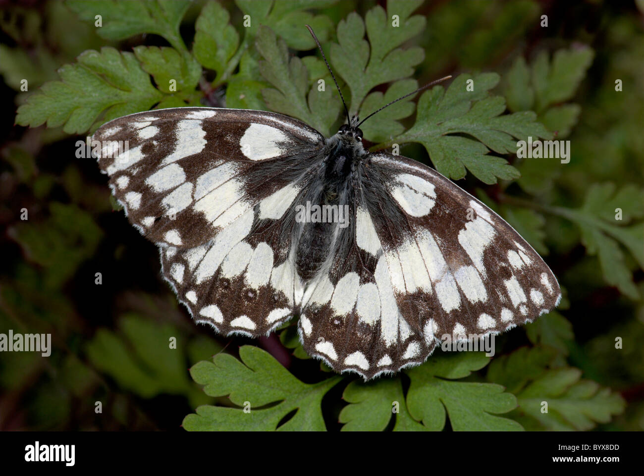 Papillon blanc marbré Melanargia galathea UK Banque D'Images