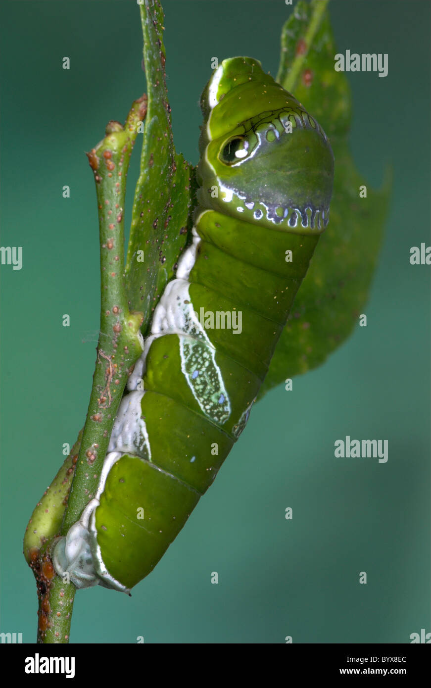 La chaux Swallowtail Butterfly Papilio demoleus Caterpillar Asia Banque D'Images