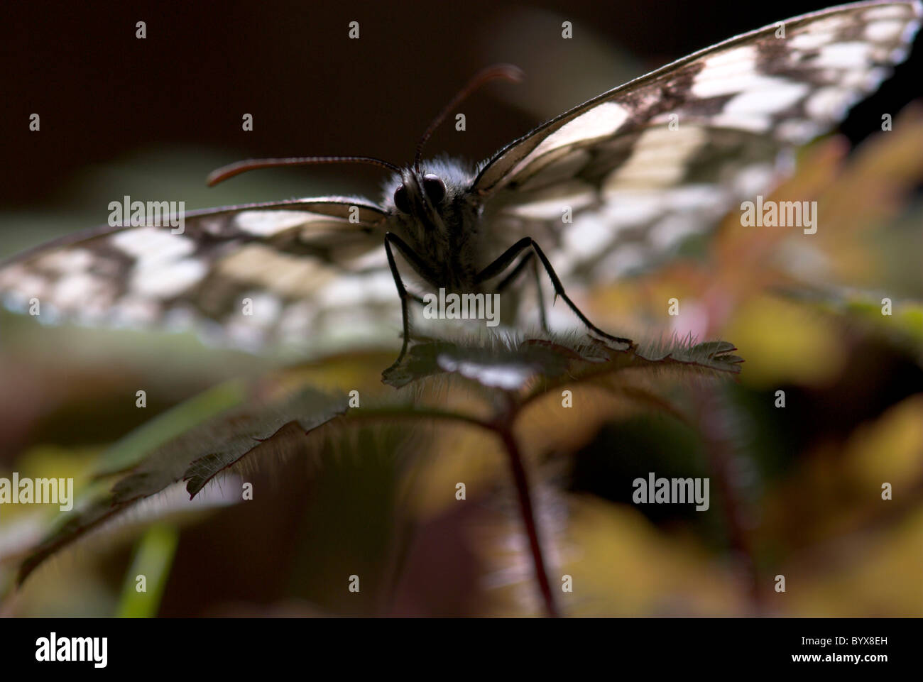 Papillon blanc marbré Melanargia galathea UK Banque D'Images