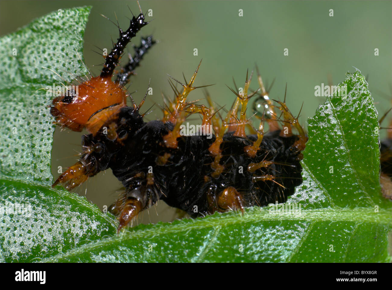 Œuf commun Fly Butterfly Hypolimnas bolina Inde Alimentation Caterpillar Banque D'Images