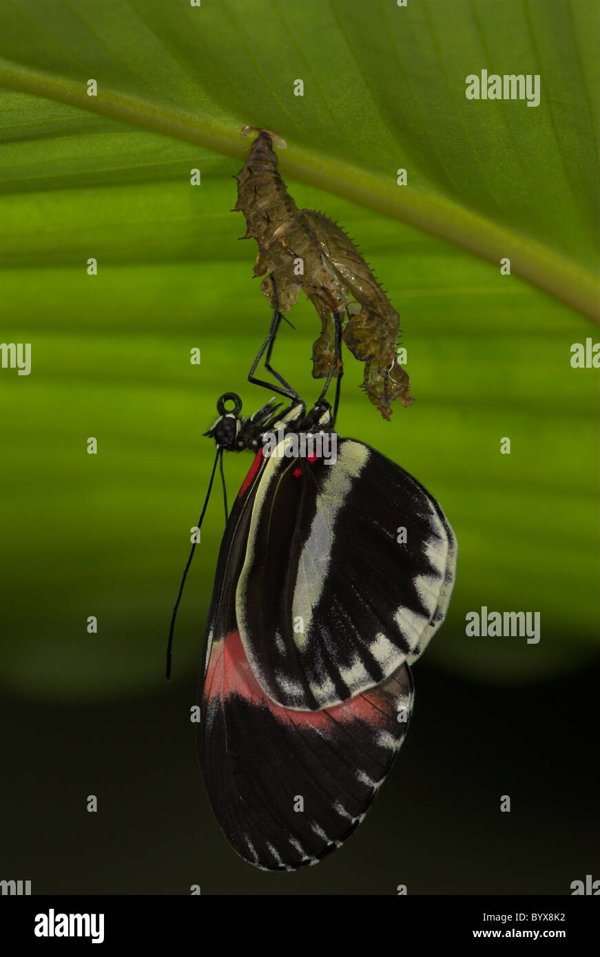 Petit ou Rouge Postman Butterfly Heliconius erato Amérique du Sud Banque D'Images