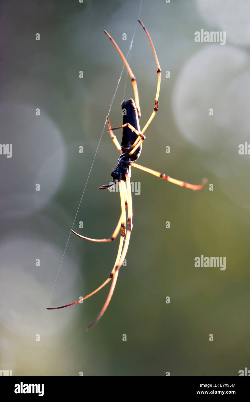 Nephila Spider web sp sur l'Inde Banque D'Images