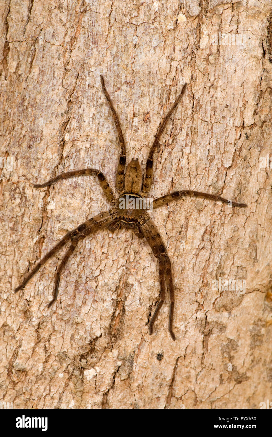 Heteropoda venatoria araignée Huntsman l'Inde Banque D'Images