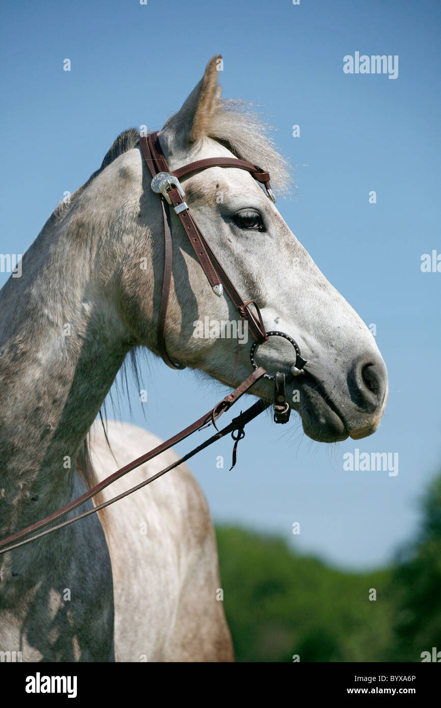 Schimmel Portrait / cheval blanc Banque D'Images