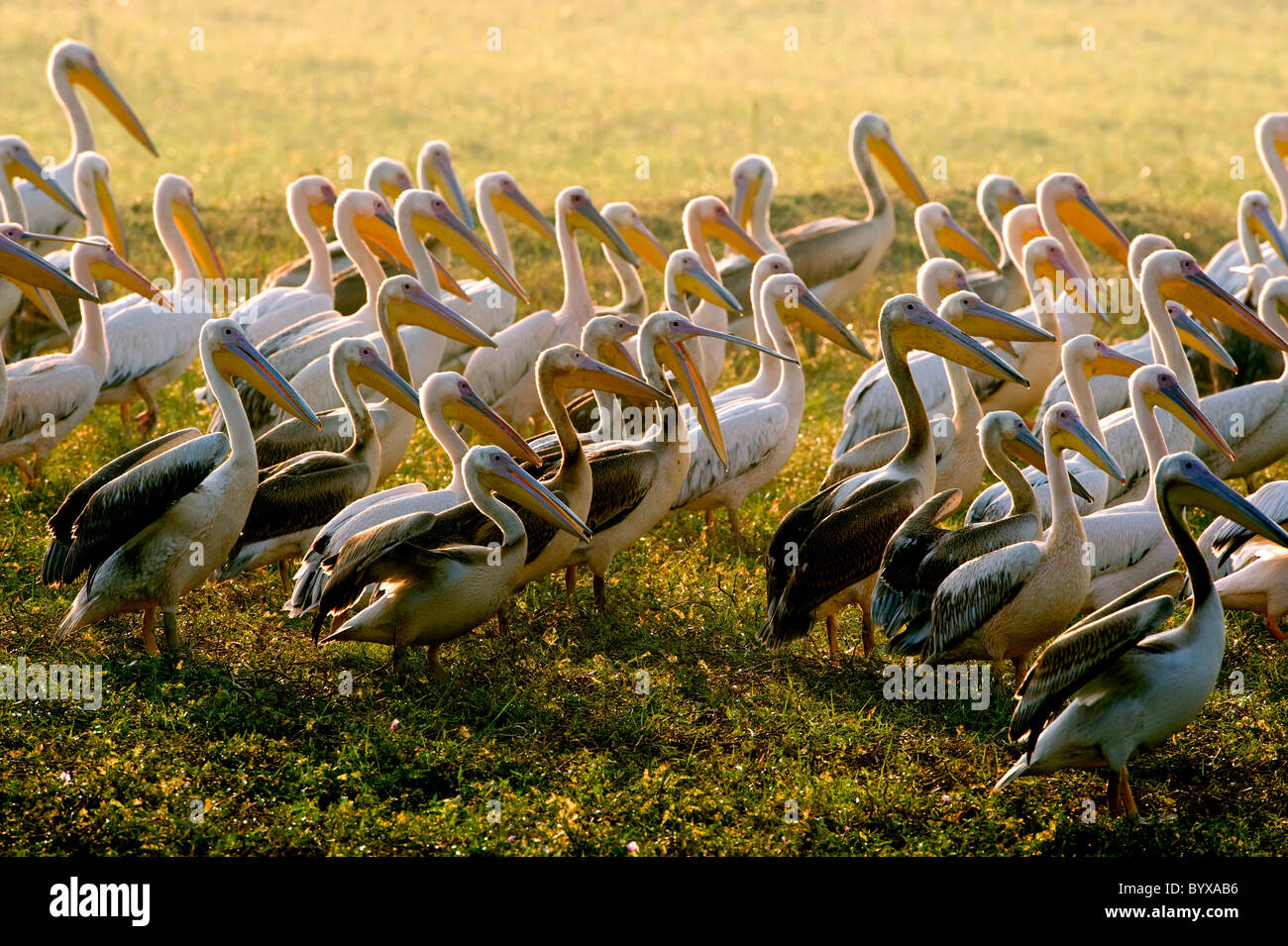 Le Pélican blanc Pelecanus onocrotalus Inde Banque D'Images