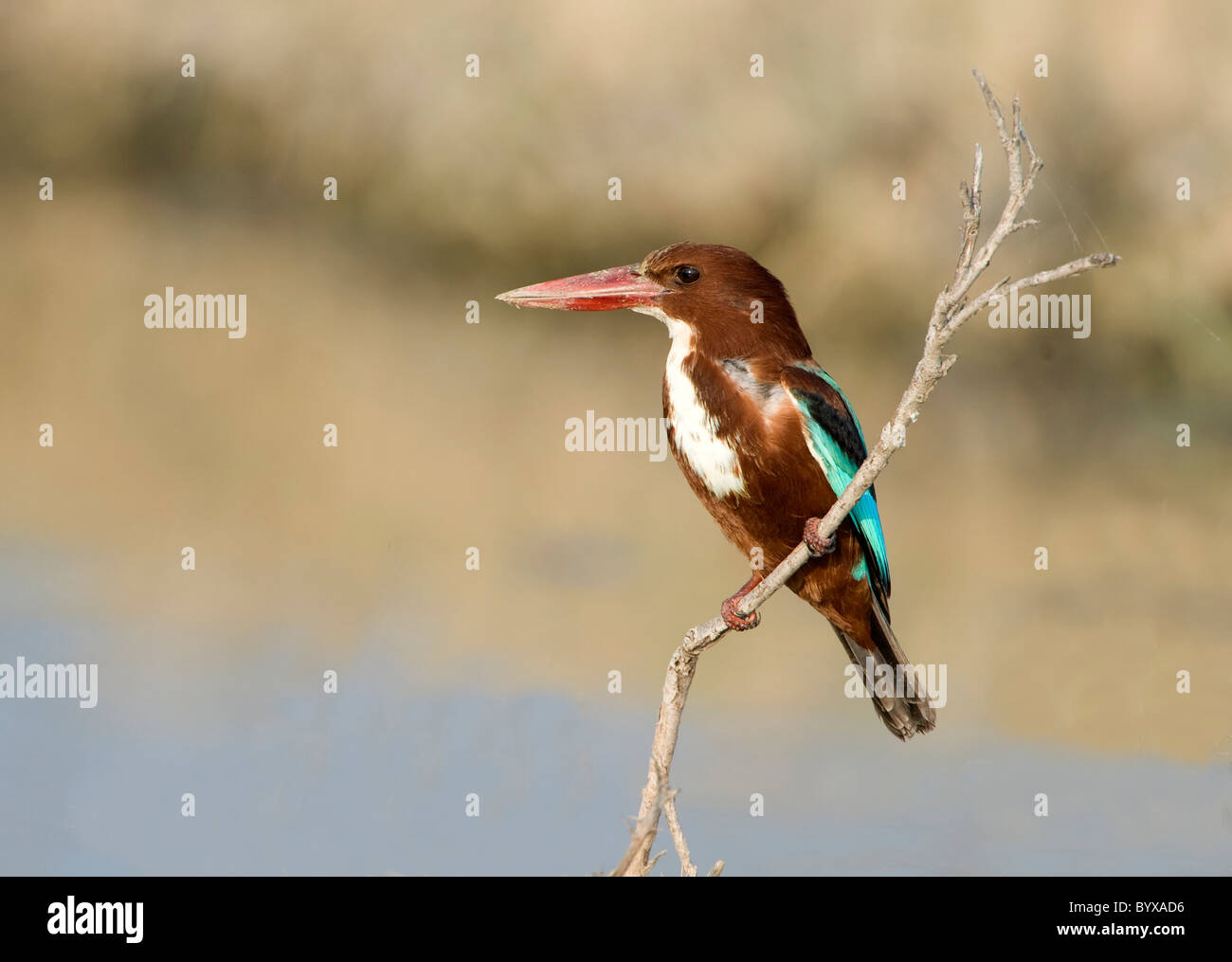 Halcyon smyrnensis White Throated Kingfisher en Inde Banque D'Images