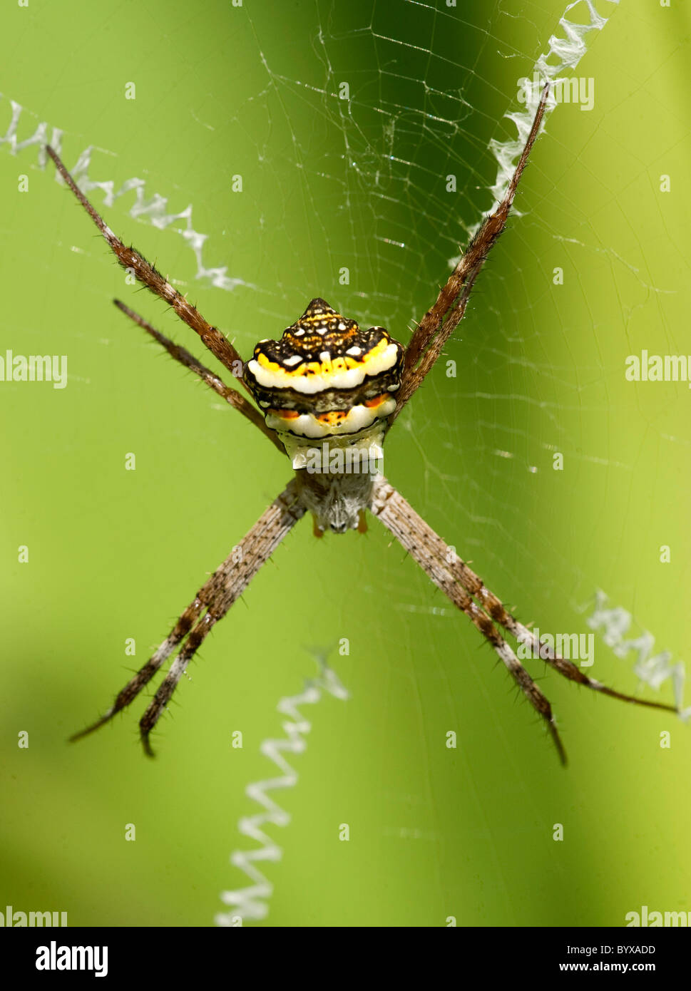 Spider Argiope web sur l'Inde Banque D'Images