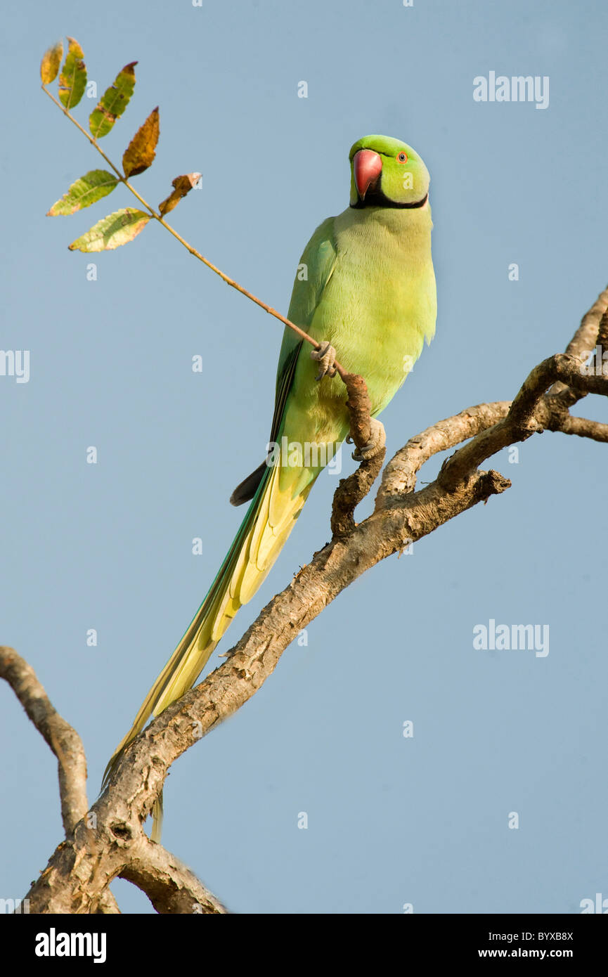 Rose mâle perruche Psittacula krameri Inde Banque D'Images