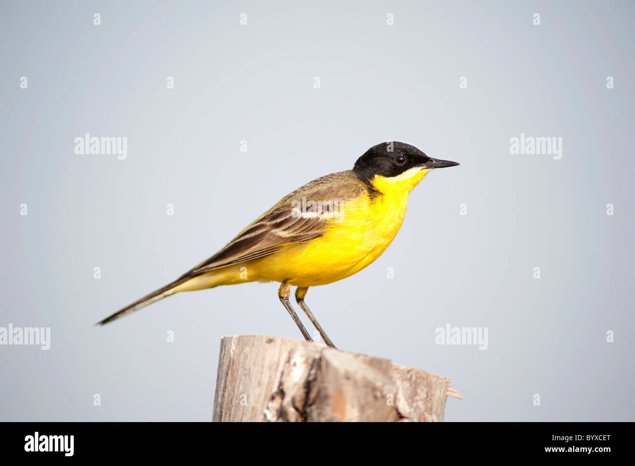 Bergeronnette printanière Motacilla flava noir Lesbos, Grèce Banque D'Images