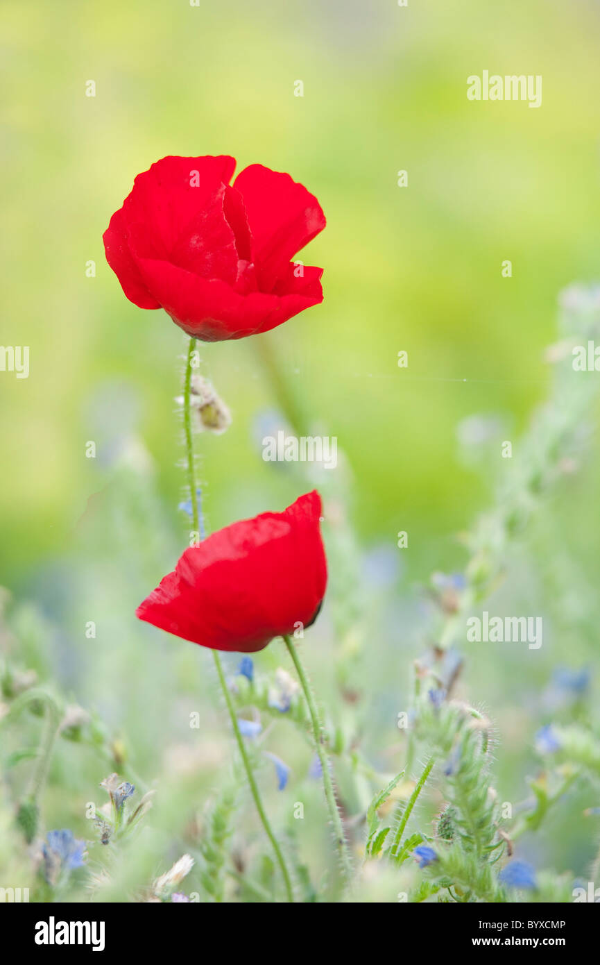 Papaver rhoeas coquelicot sur le terrain de l'île de Lesbos en Grèce Banque D'Images