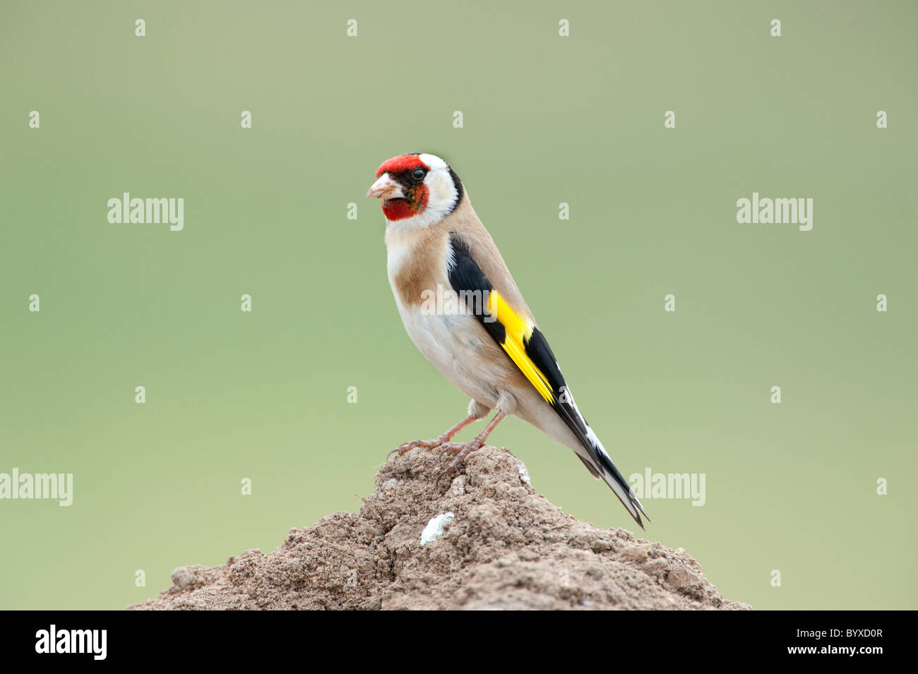 Goldfinch Carduelis carduelis Lesbos, Grèce Banque D'Images