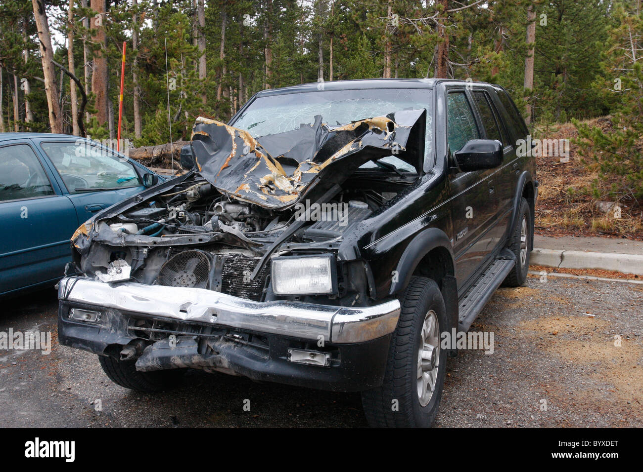 Voiture endommagée qui a frappé une tête de buffle sur (rédaction uniquement) Banque D'Images