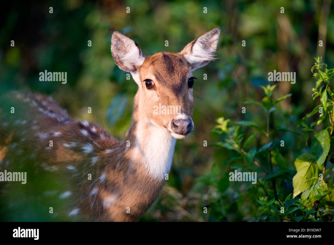 Spotted Deer Chital ou femelle dans l'axe de l'axe Banque D'Images