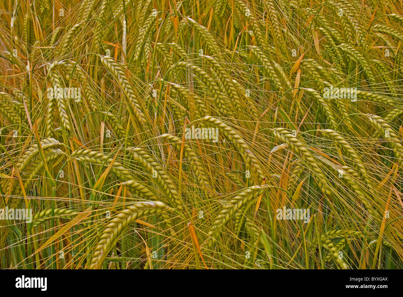 Triticum Devon UK Banque D'Images