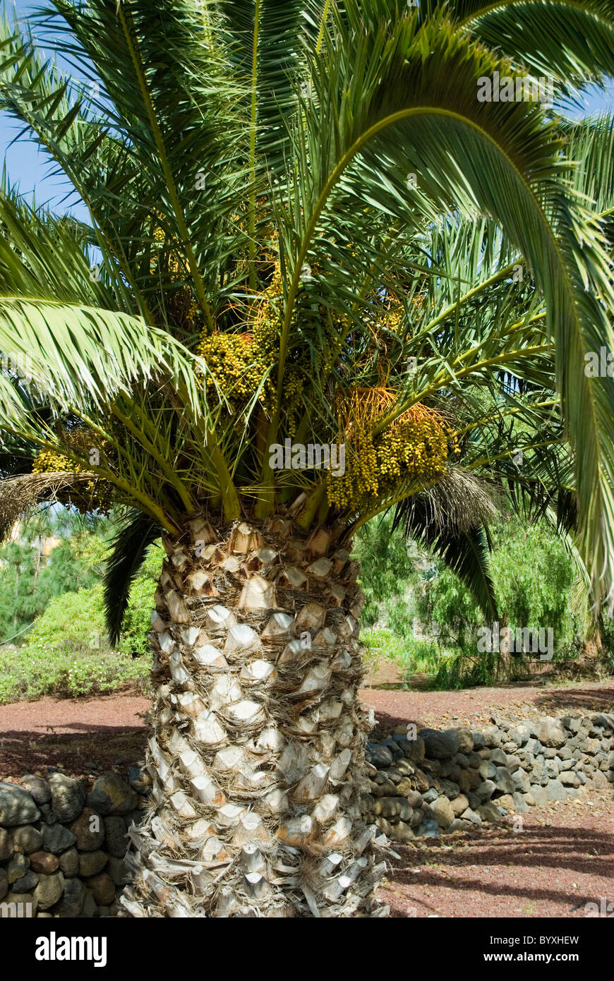 Phoenix canariensis. Banque D'Images