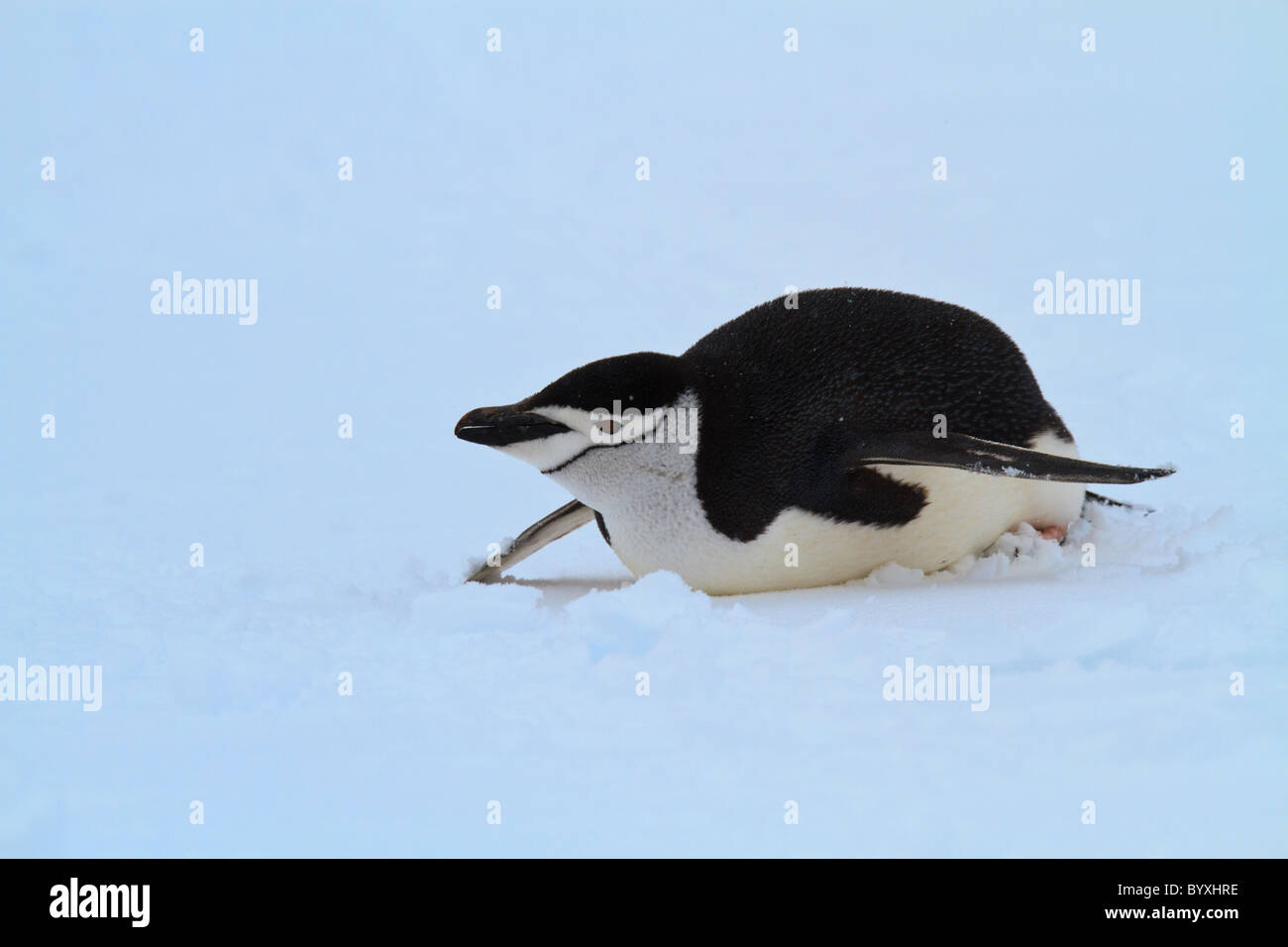 La luge jugulaire Penguin (Pygoscelis antarcticus), Île de la demi-lune, Shetland du Sud, l'Antarctique Banque D'Images