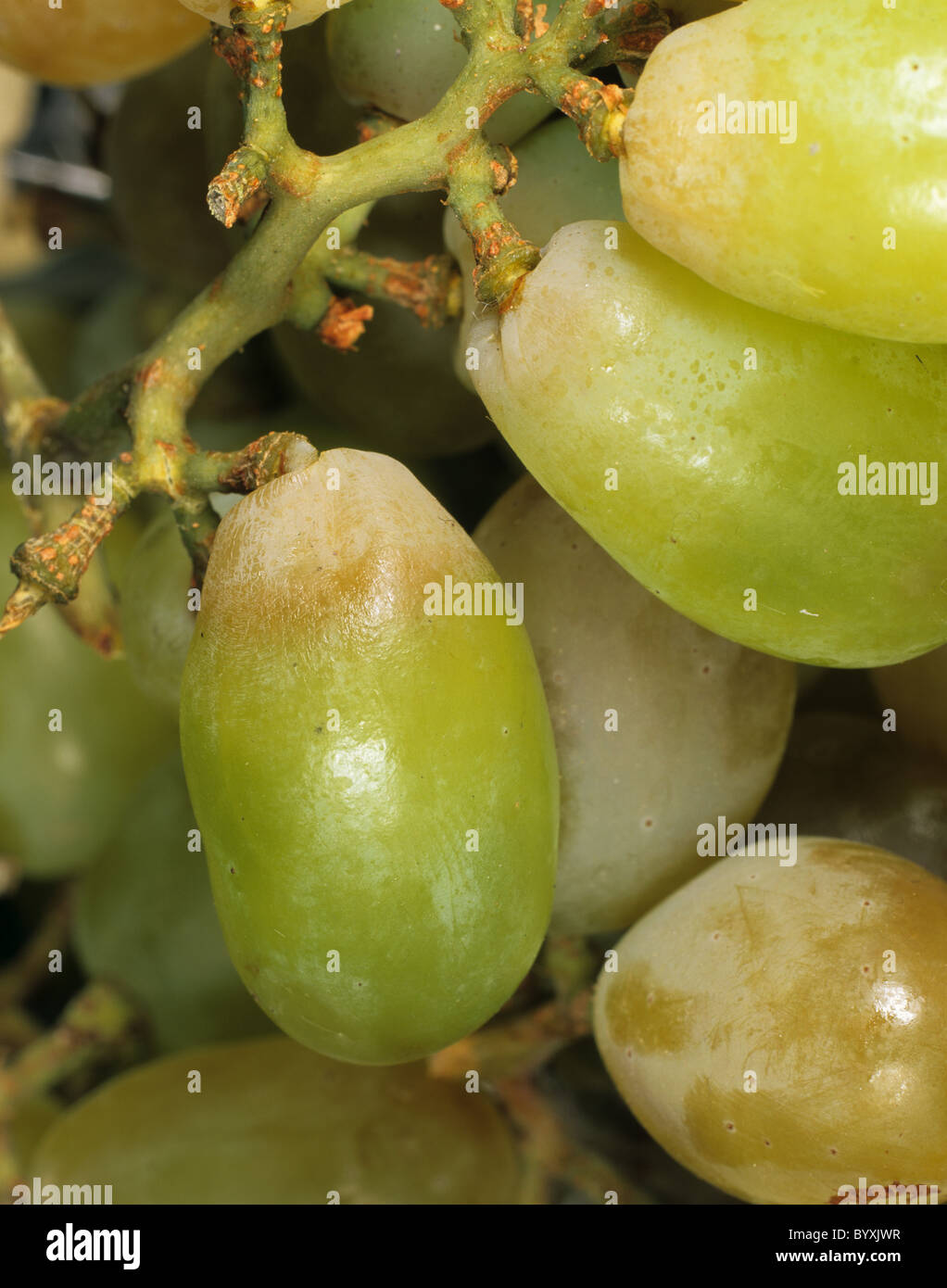 Le dioxyde de soufre blanchiment du raisin, le dioxyde de soufre est utilisé comme agent de conservation Banque D'Images