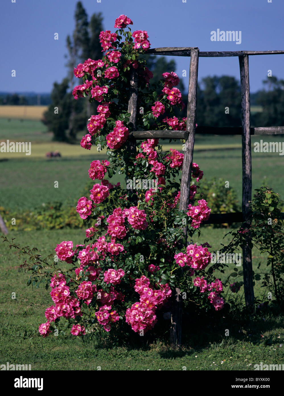 Rosa 'pilier américain' floraison sur les treillis de jardin, France Banque D'Images