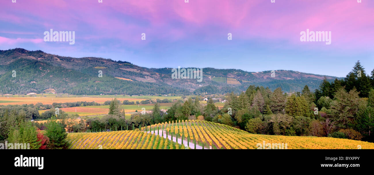 Coucher de soleil avec des couleurs d'automne vignes du Castello di Amorosa. Napa Valley, Californie. Bien distribués Banque D'Images