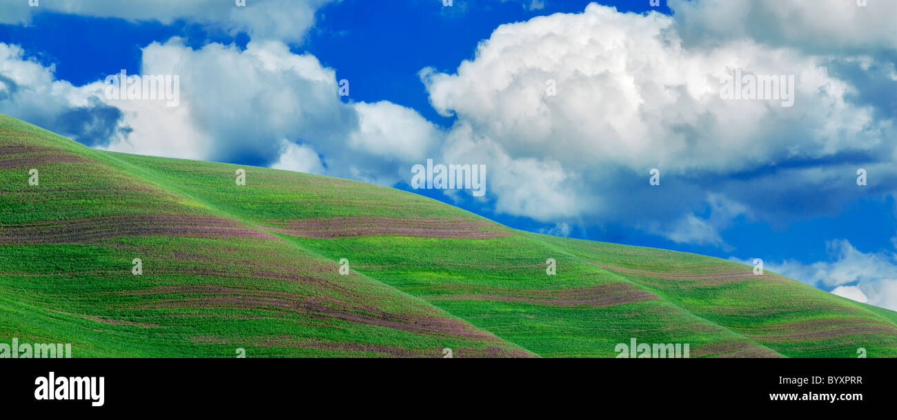 Nouvelle croissance du blé de printemps. La Palouse, près de Colfax, Washington. Banque D'Images