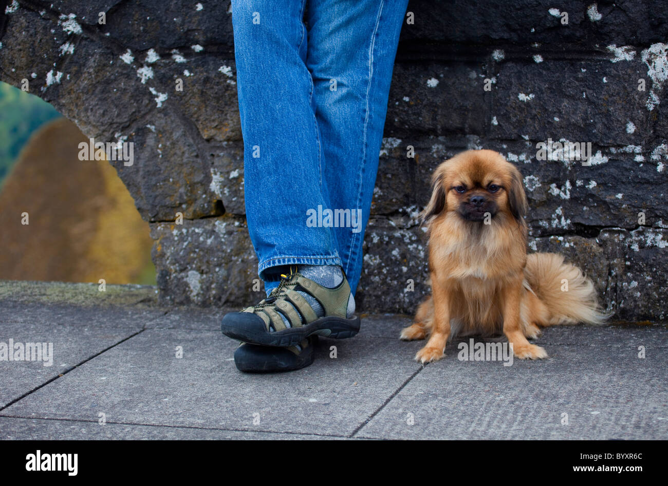 Une personne et son chien par un mur de pierre. Banque D'Images