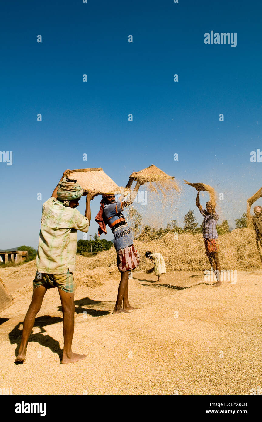 Battage et séparation le riz de la matière sèche. Banque D'Images