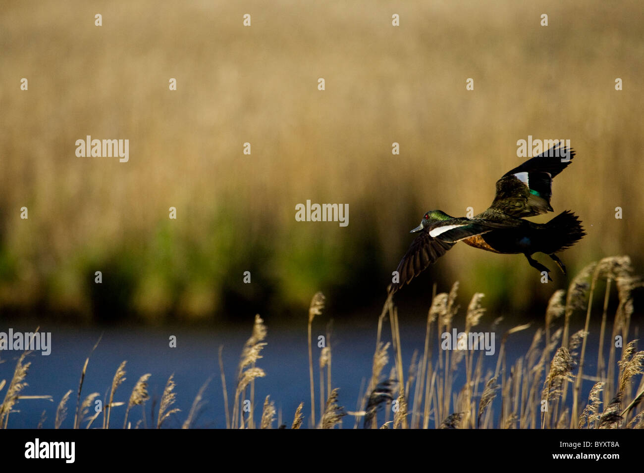 Chestnut teal (Anas castanea) volant à basse altitude au-dessus des roseaux et lagoon Banque D'Images