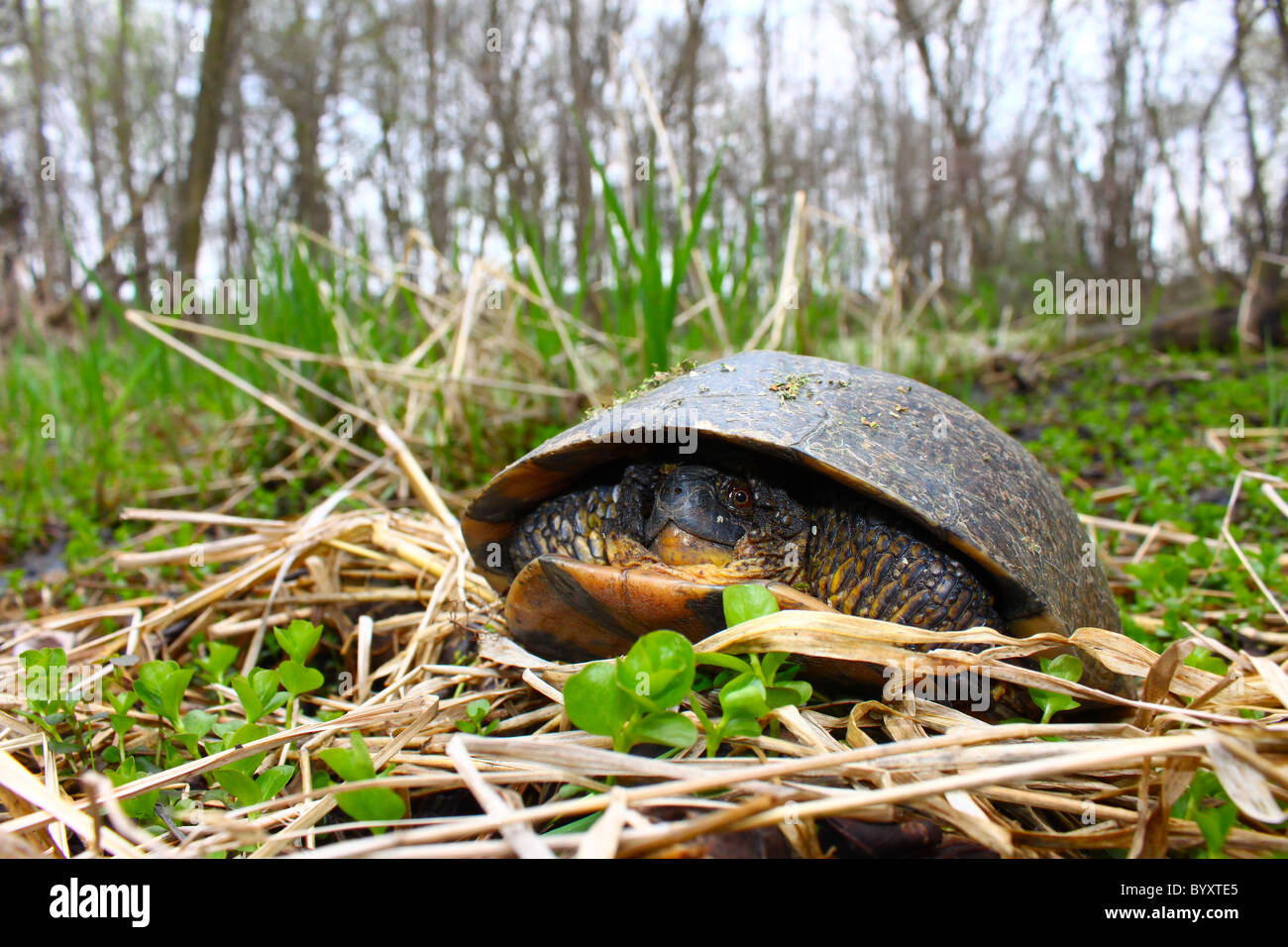 Tortue mouchetée (Emydoidea blandingii) Banque D'Images