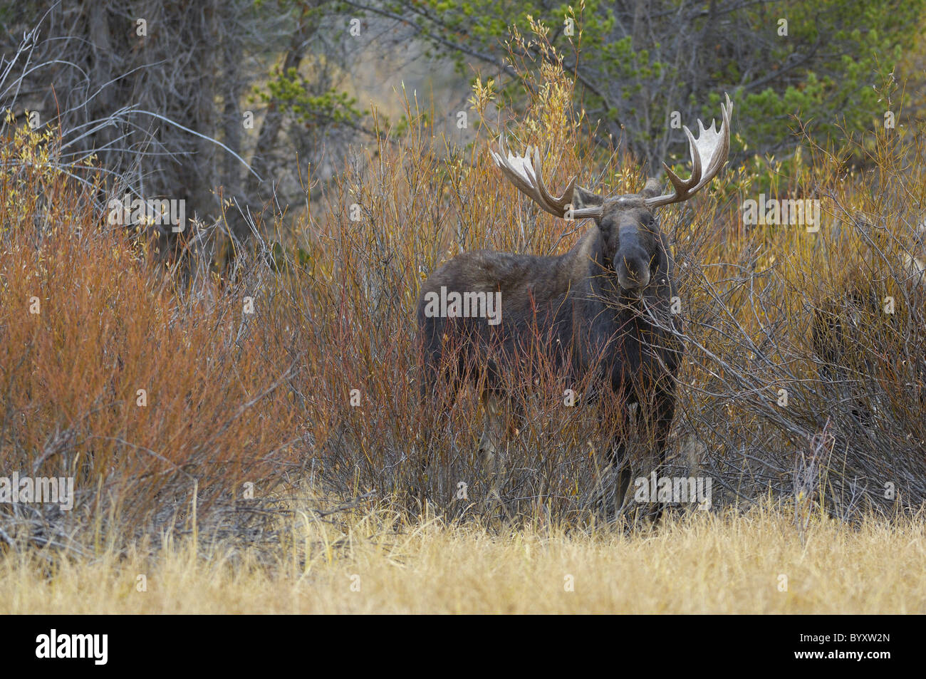 Bull Moose dans les saules de Grand Teton National Park. Banque D'Images Bull Moose dans les saules de Grand Teton National Park. Banque D'Images