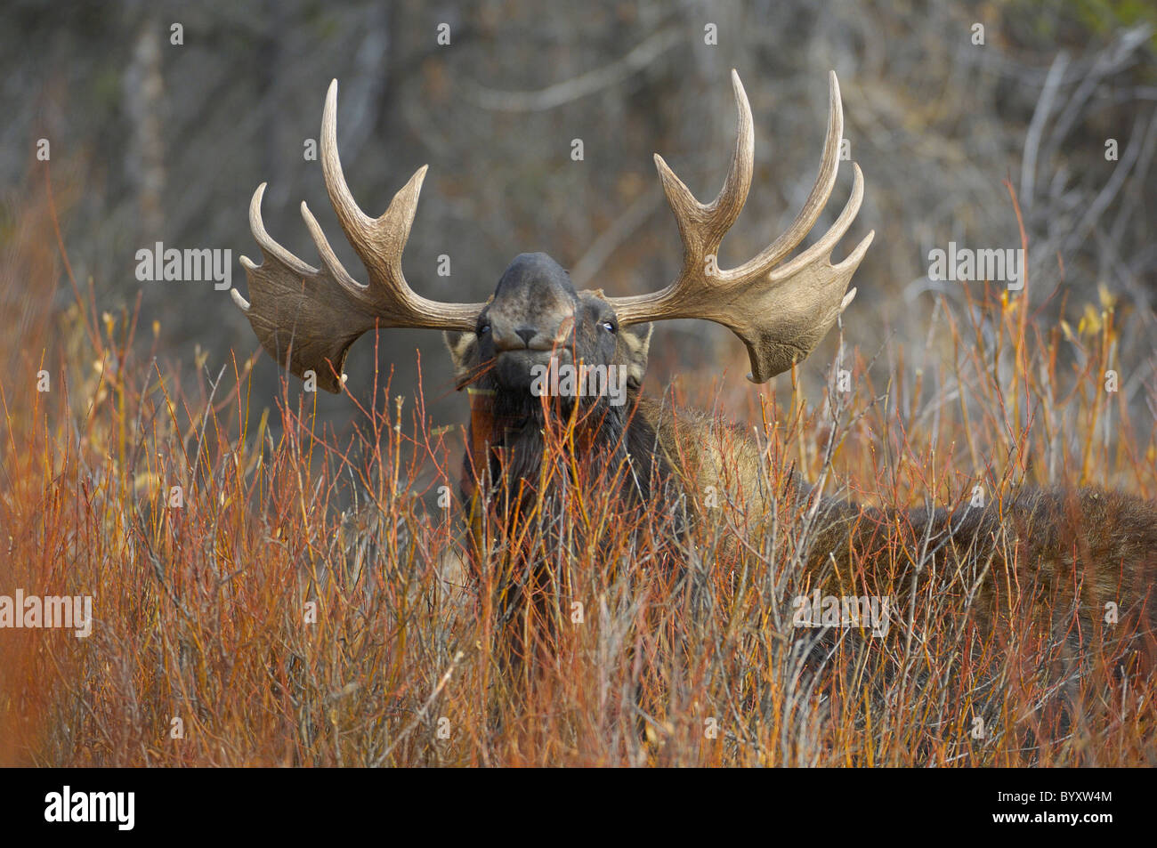 Bull Moose manger des saules à Grand Teton National Park. Banque D'Images Bull Moose manger des saules à Grand Teton National Park. Banque D'Images