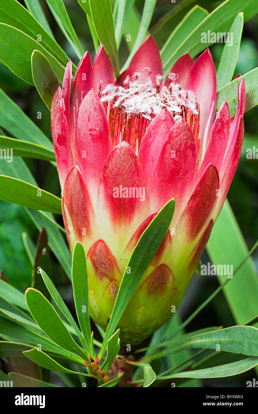 Protea fleur dans les jardins botaniques de Kirstenbosch, Cape Town, Afrique du Sud Banque D'Images