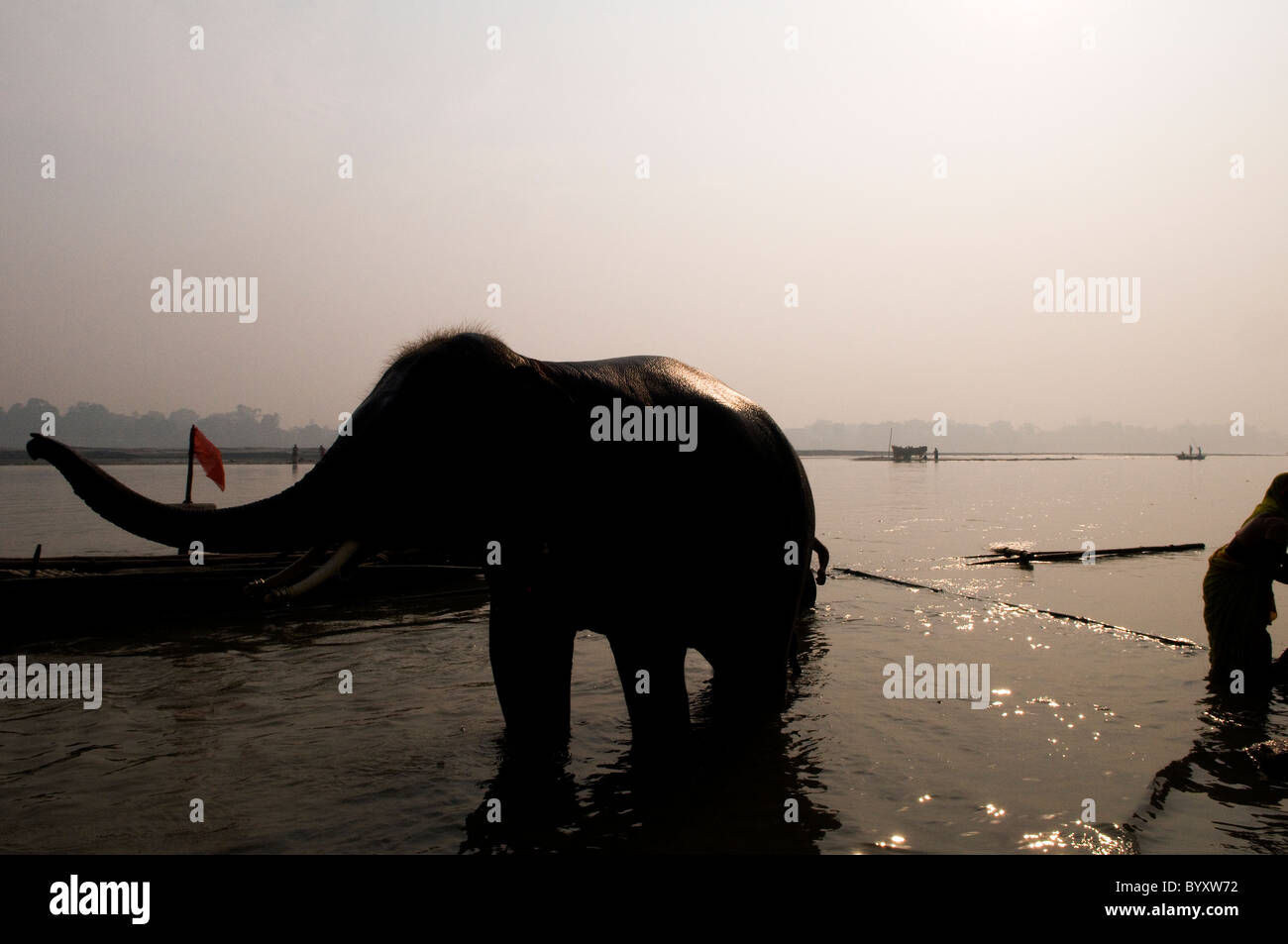 Un éléphant baignant dans la sainte Gandak, Sonepur. Banque D'Images