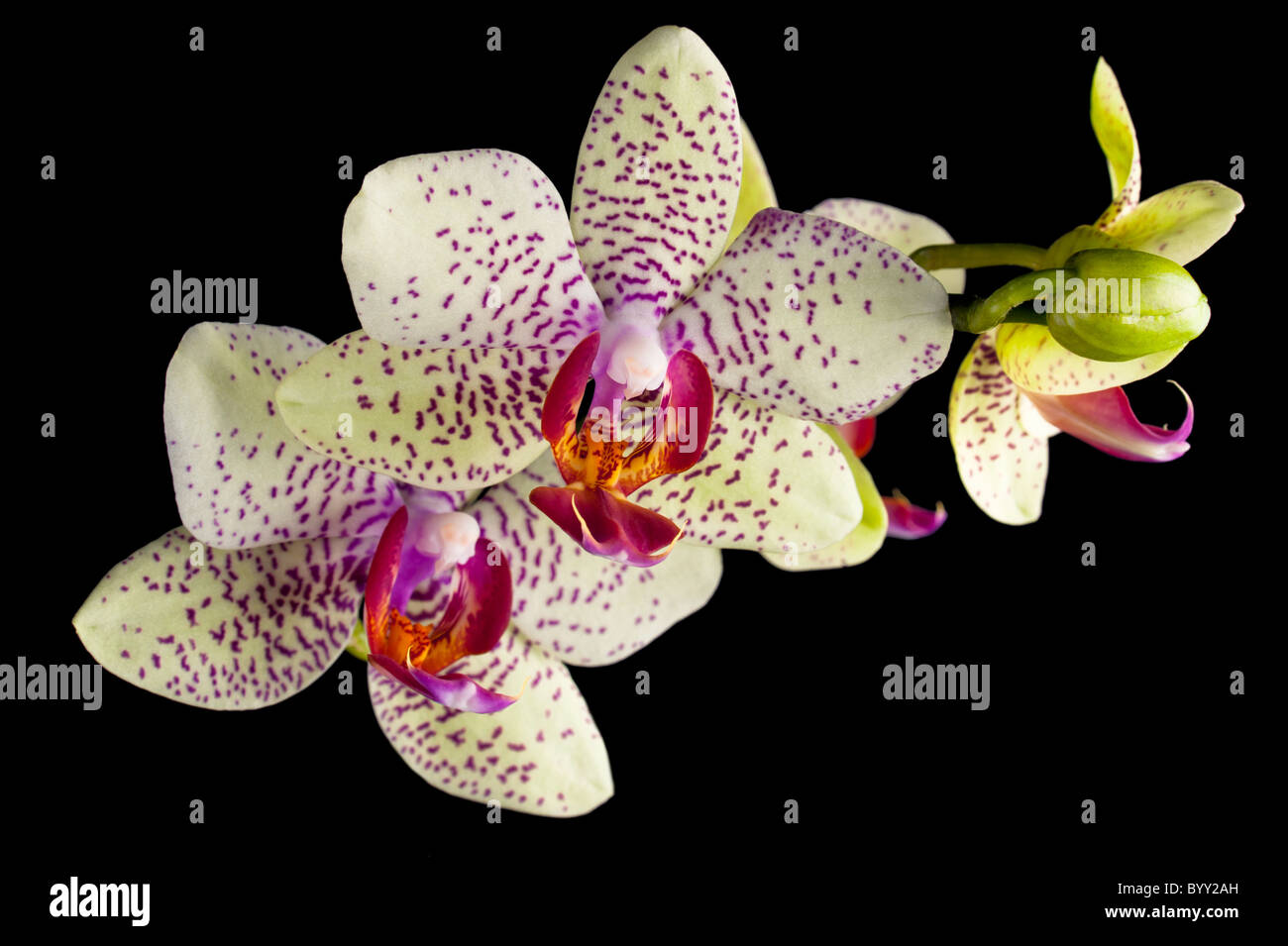 Orchidée rose en fleurs isolé sur fond noir Banque D'Images Orchidée rose en fleurs isolé sur fond noir Banque D'Images