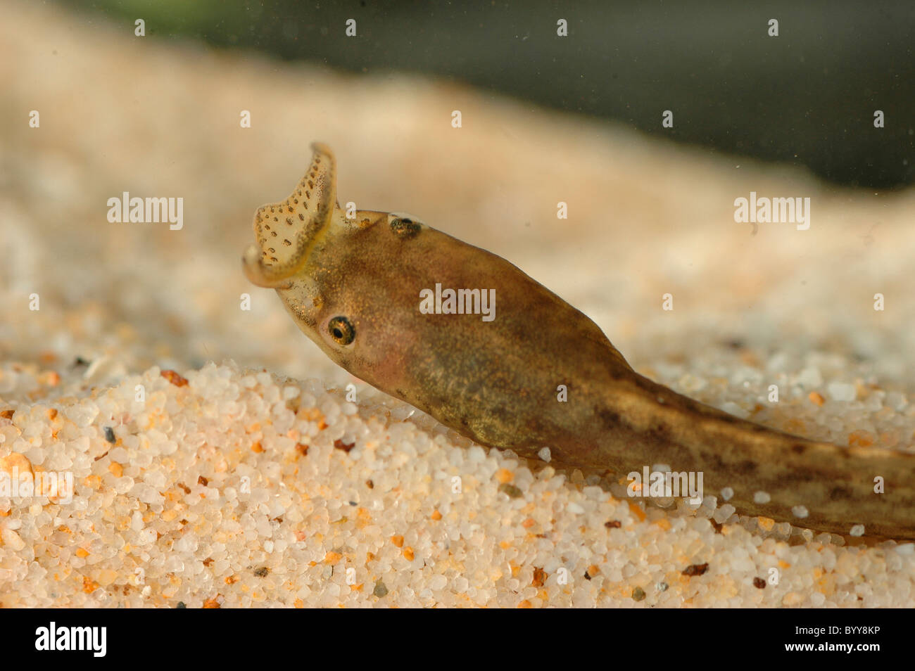 Xenophrys baluensis Grenouille cornue Kinabalu tête de têtard Banque D'Images