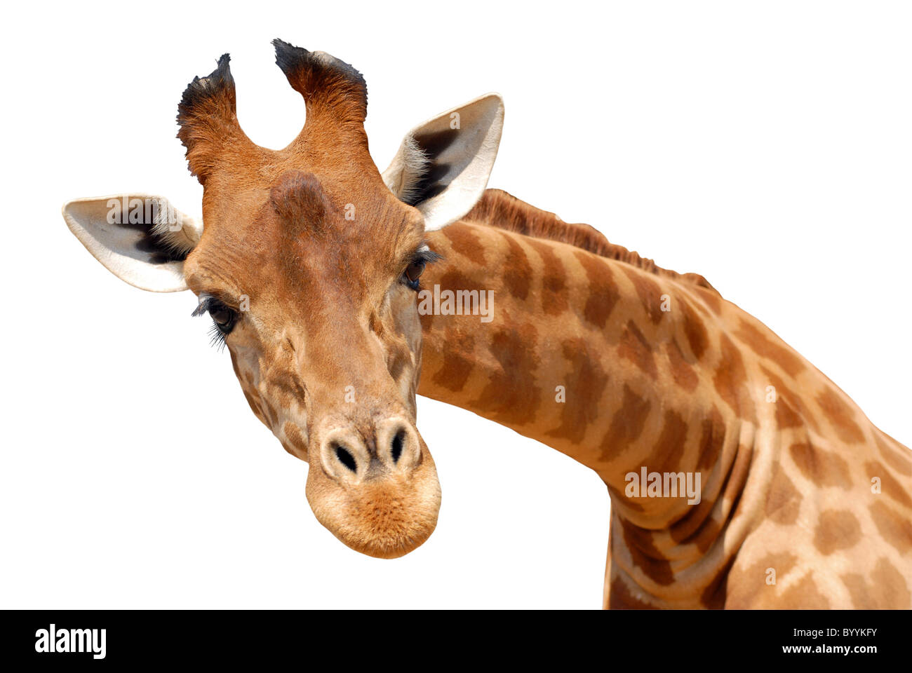 Portrait de girafe (camelopardalis) isolé sur fond blanc Banque D'Images