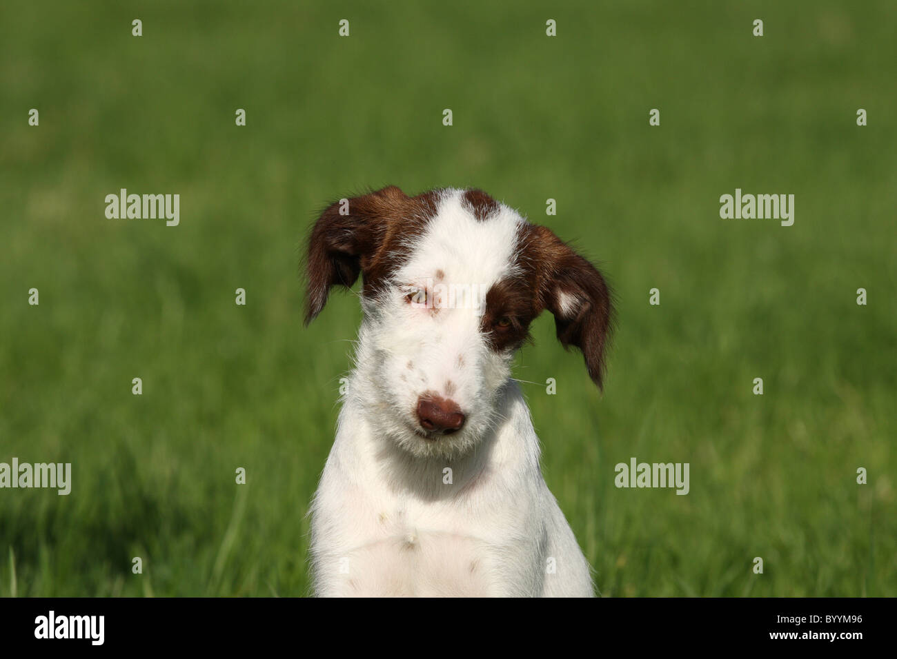 Portrait bâtard Banque D'Images