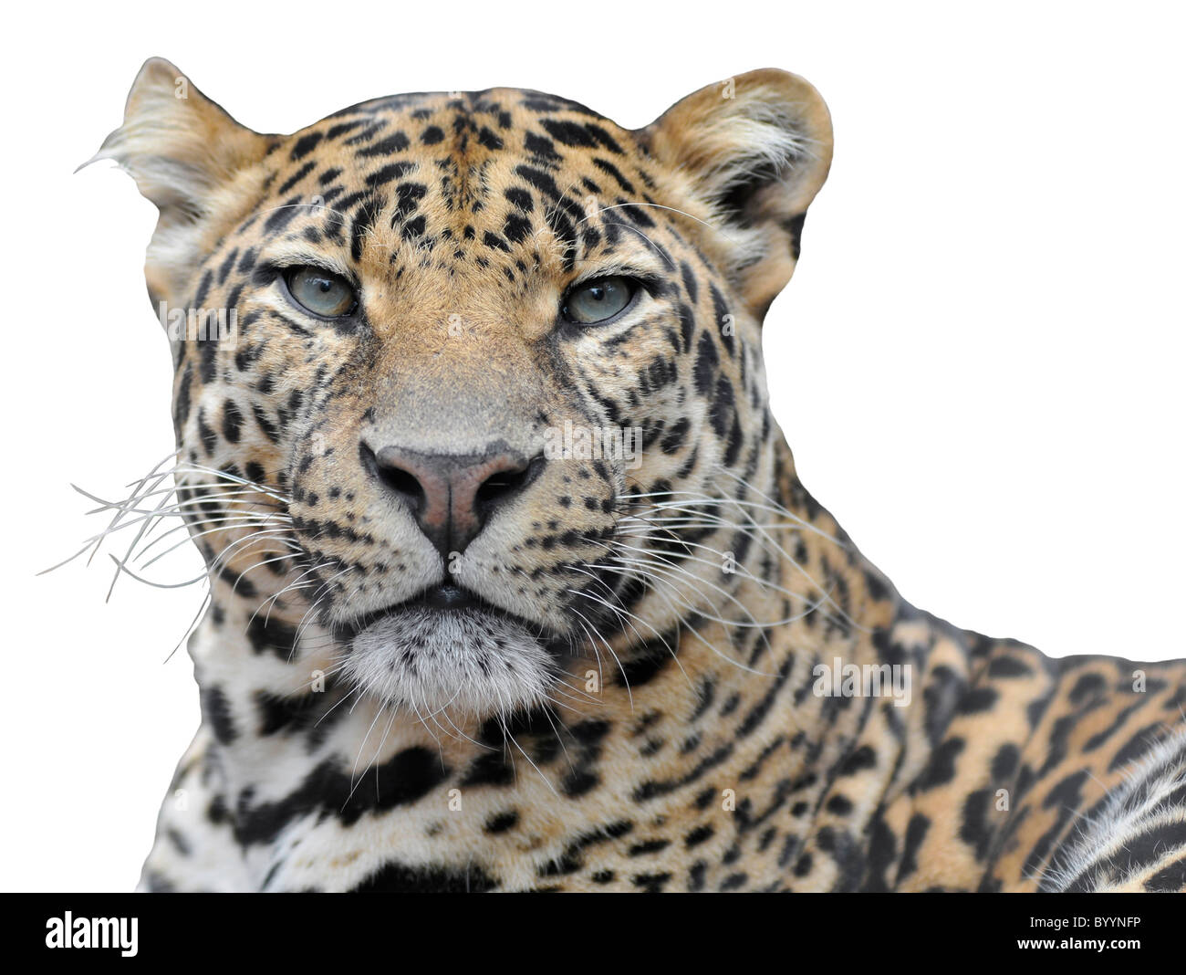 Portrait de Leopard (Panthera pardus) Vue de face isolé sur fond blanc Banque D'Images