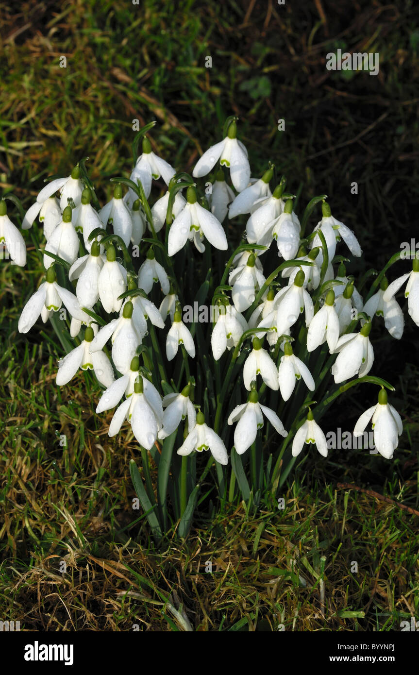 Perce-neige (Galanthus nivalis) en fleurs. Dorset, UK Février 2010 Banque D'Images