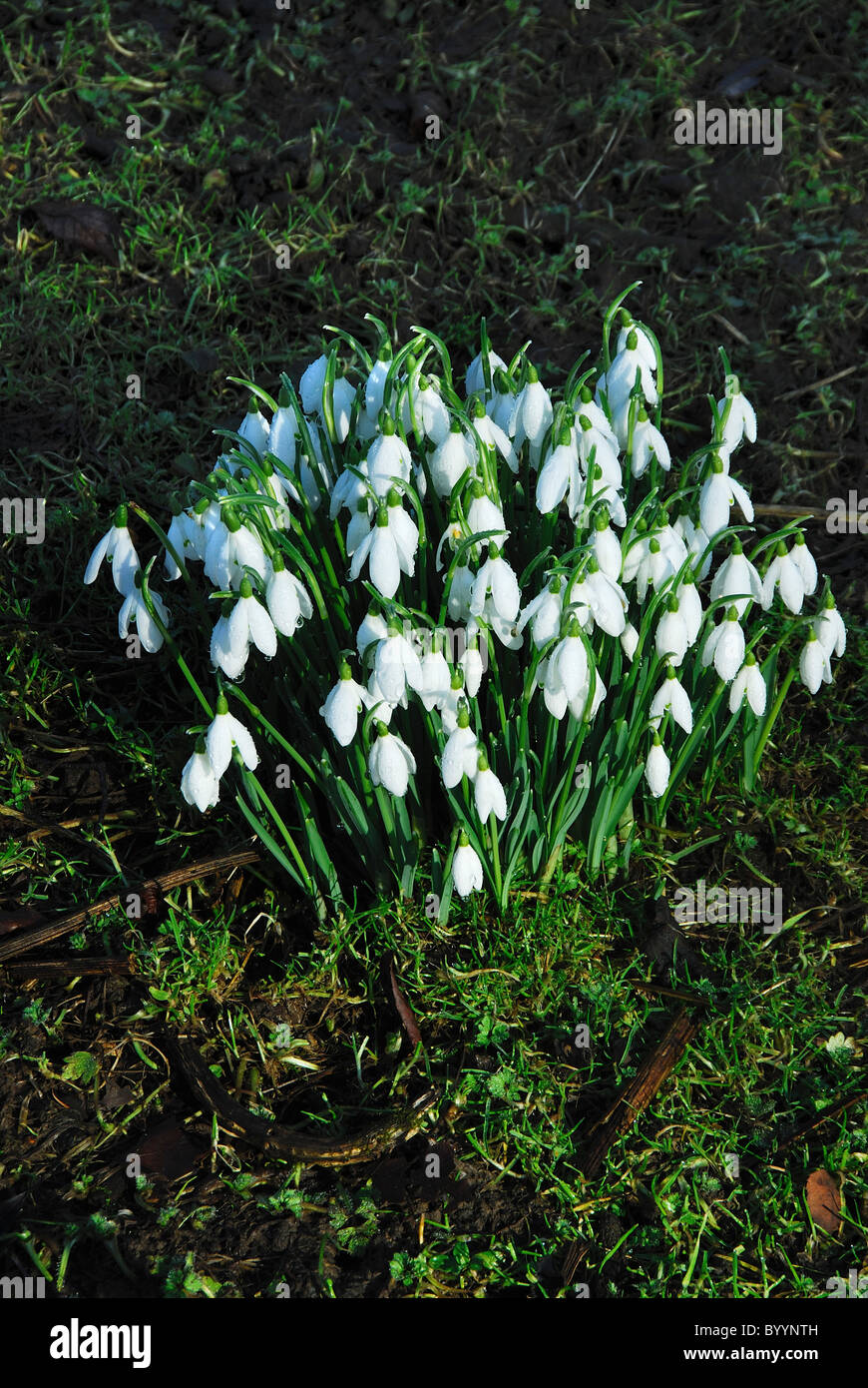 Perce-neige en fleur. Dorset, UK Février 2010 Banque D'Images