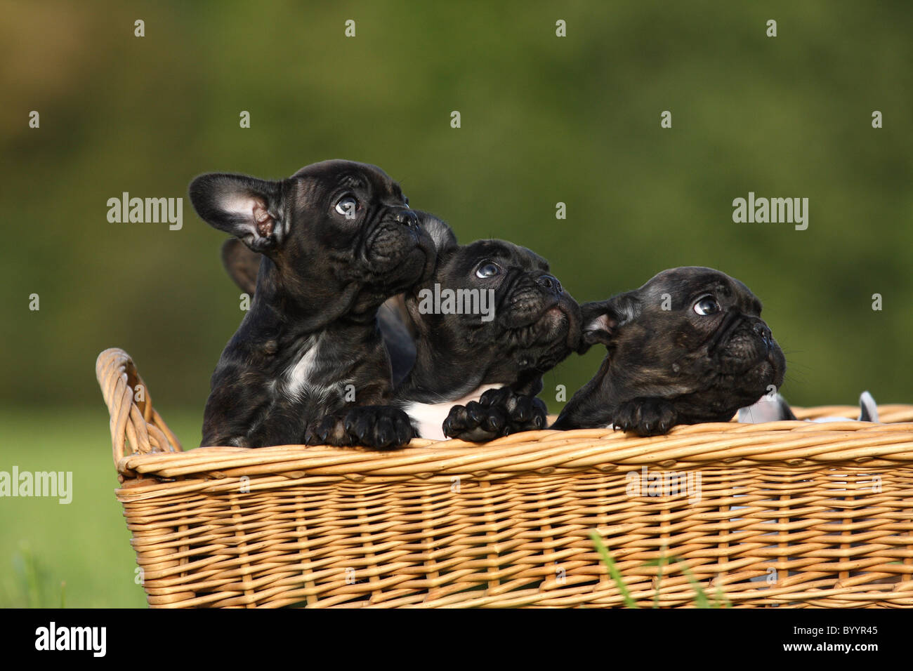 Französische Bulldogge chiot Banque D'Images