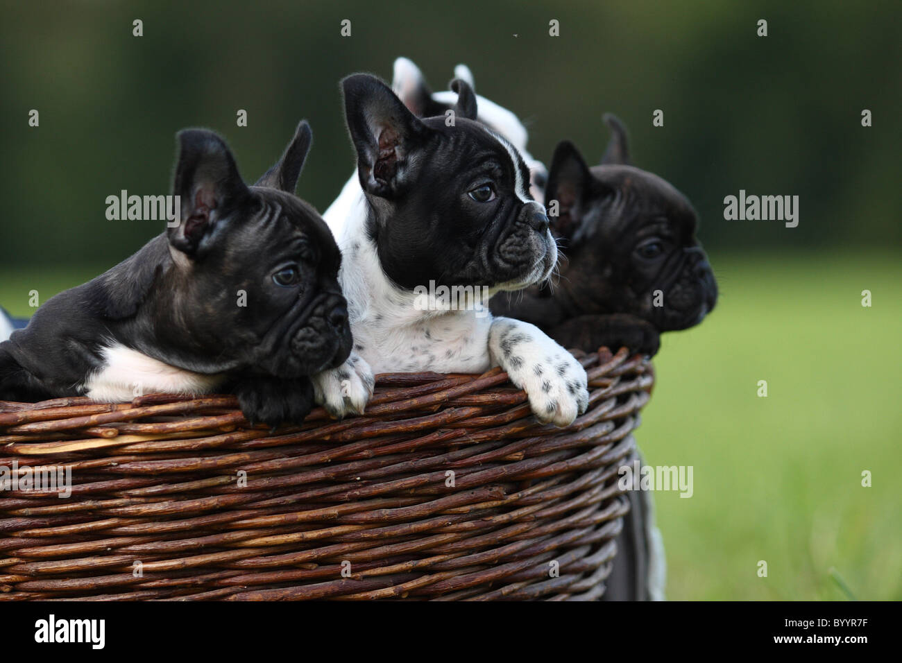 Französische Bulldogge chiot Banque D'Images