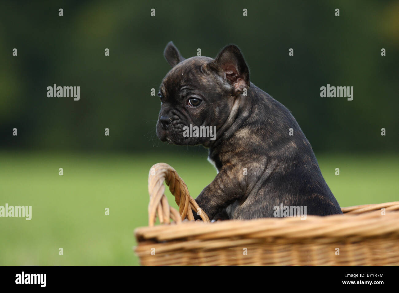 Französische Bulldogge chiot Banque D'Images