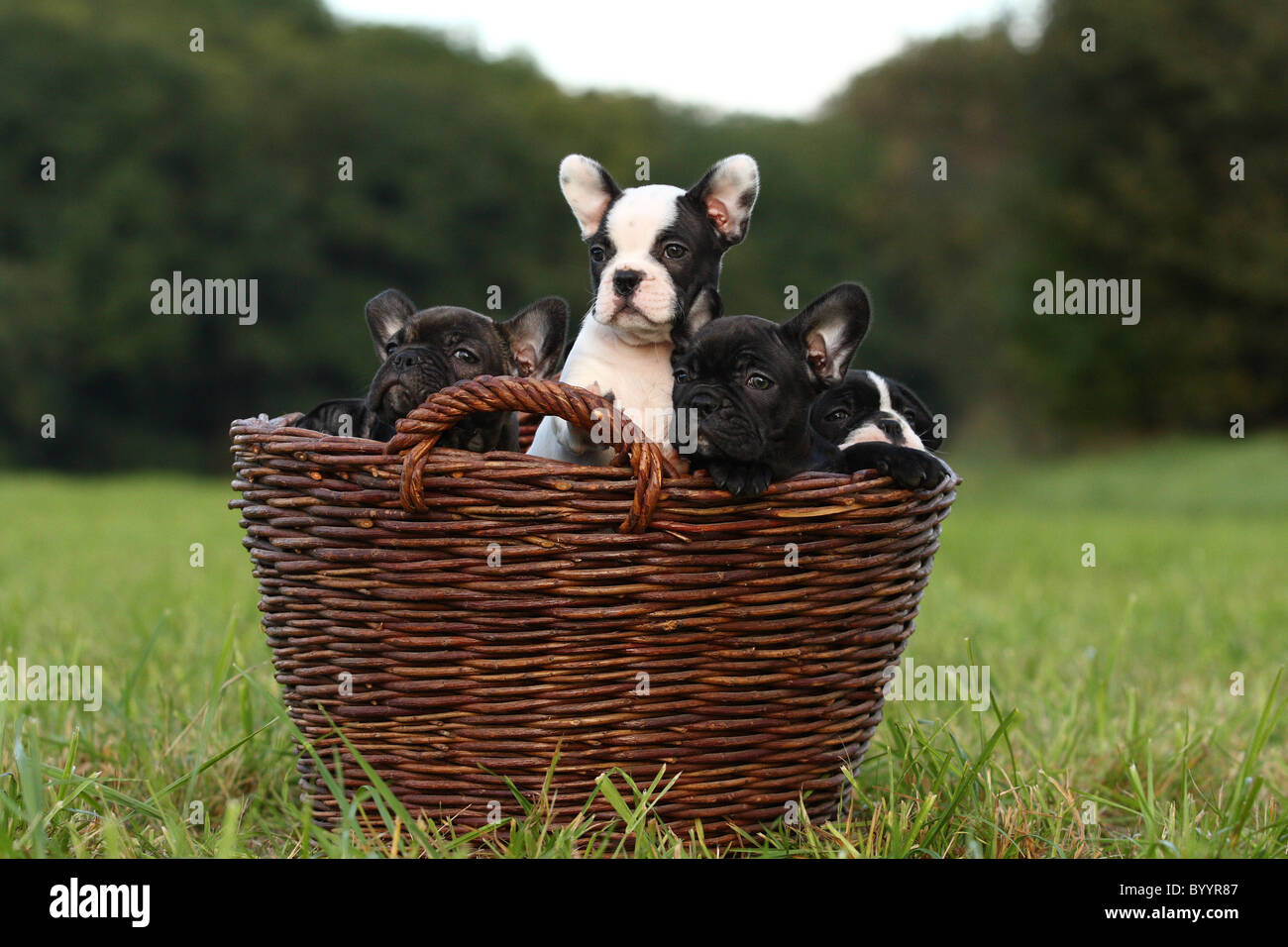 Französische Bulldogge chiot Banque D'Images