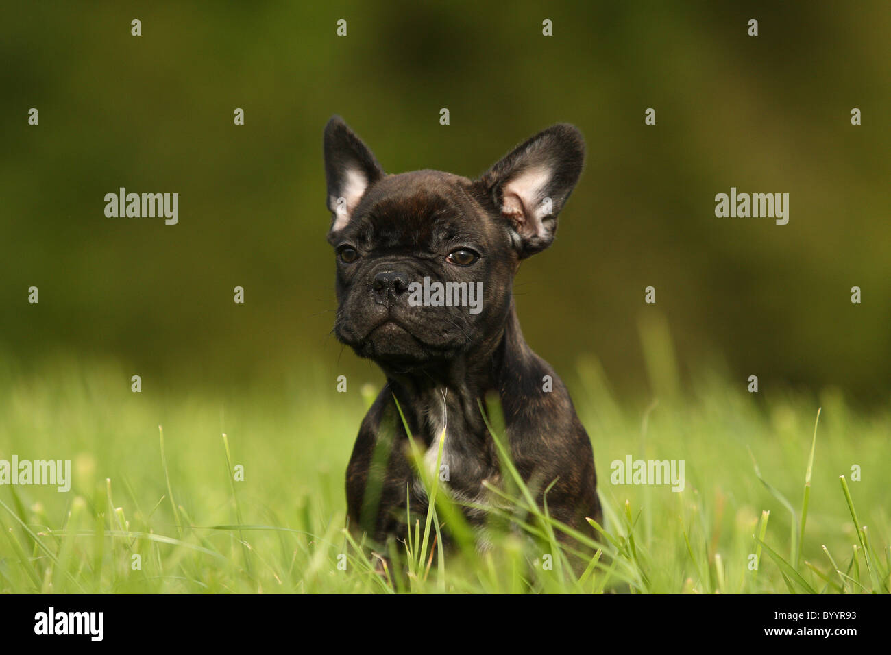 Französische Bulldogge chiot Banque D'Images